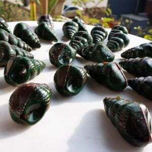 Shell Shaped